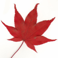rotes Herbstblatt